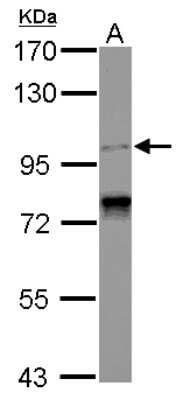 Western Blot: SPICE1 Antibody [NBP2-20473]