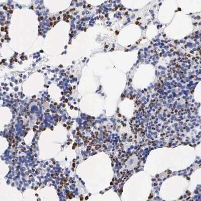 Immunohistochemistry-Paraffin: SPIN3 Antibody [NBP1-91204]