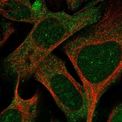 Immunocytochemistry/ Immunofluorescence: SPIN4 Antibody [NBP1-93750]