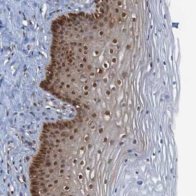 Immunohistochemistry-Paraffin: SPINDOC Antibody [NBP1-81298]
