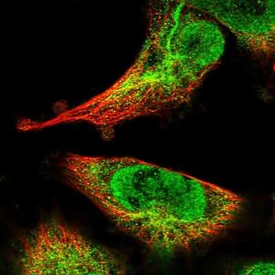 Immunocytochemistry/ Immunofluorescence: SPIRE2 Antibody [NBP2-47261]