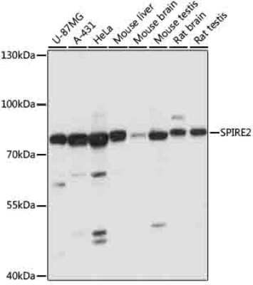 Western Blot: SPIRE2 AntibodyAzide and BSA Free [NBP2-94686]