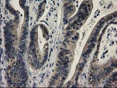 Immunohistochemistry-Paraffin: SPR Antibody (OTI4F5) [NBP2-03256]