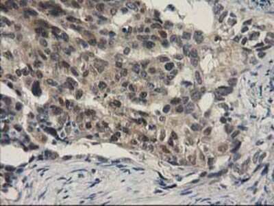 Immunohistochemistry-Paraffin: SPR Antibody (OTI4F5) [NBP2-03256]