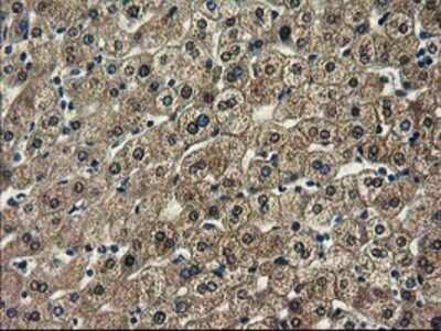 Immunohistochemistry-Paraffin: SPR Antibody (OTI4F5) [NBP2-03256]
