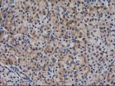 Immunohistochemistry-Paraffin: SPR Antibody (OTI4F5) [NBP2-03256]
