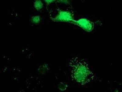 Immunocytochemistry/ Immunofluorescence: SPR Antibody (OTI4F5) - Azide and BSA Free [NBP2-74344]