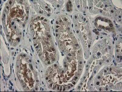 Immunohistochemistry: SPR Antibody (OTI4F5) - Azide and BSA Free [NBP2-74344]