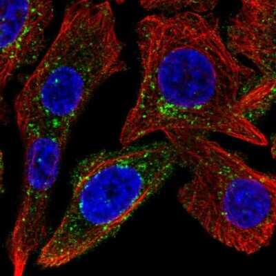 Immunocytochemistry/ Immunofluorescence: SPRY4 Antibody [NBP2-56160]