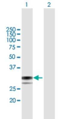 Western Blot: SPSB1 Antibody [H00080176-B01P]