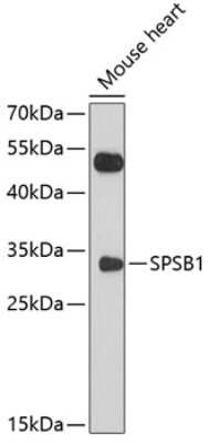 Western Blot: SPSB1 AntibodyBSA Free [NBP2-93441]