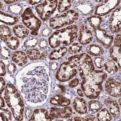 Immunohistochemistry-Paraffin: SPSB3 Antibody [NBP2-13376]