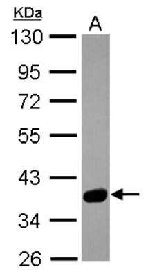Western Blot: SPSB3 Antibody [NBP2-20480]