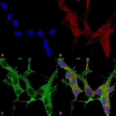Immunocytochemistry/ Immunofluorescence: SPTBN4 Antibody (S393-2) [NBP2-59321]