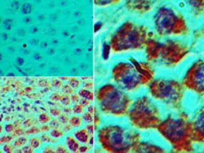 Immunohistochemistry-Paraffin: SPZ1 Antibody [NBP2-24582]