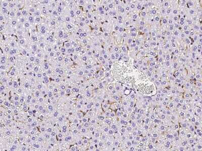 Immunohistochemistry-Paraffin: SR-AI/MSR Antibody (004) [NBP2-90437]