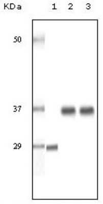 Western Blot: SRA1 Antibody (1D4H8)BSA Free [NBP1-51531]