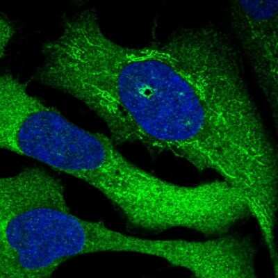 Immunocytochemistry/ Immunofluorescence: SRBD1 Antibody [NBP1-84630]