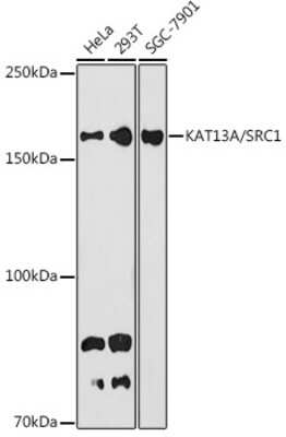 Western Blot: SRC1 Antibody (3S4C6) [NBP3-16742]