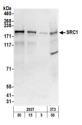 Western Blot: SRC1 Antibody [NB100-313]
