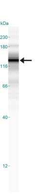 Simple Western: SREBP1 Antibody (2A4)BSA Free [NB600-582]