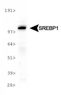 Western Blot: SREBP1 Antibody (2A4)BSA Free [NB600-582]