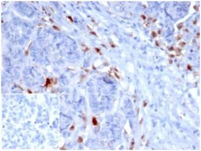 Immunohistochemistry-Paraffin: SREBP1 Antibody (SREBP1/1578) [NBP3-07878]