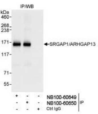 Immunoprecipitation: SRGAP1 Antibody [NB100-60649]