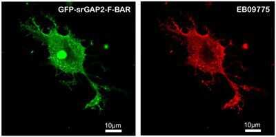 Immunocytochemistry/ Immunofluorescence: SRGAP2 Antibody [NBP1-49877]