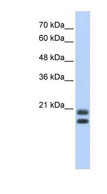 Western Blot: SRGN Antibody [NBP1-80447]