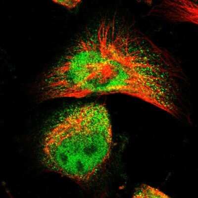 Immunocytochemistry/ Immunofluorescence: SRM Antibody [NBP1-80726]
