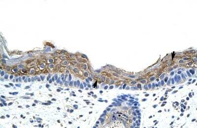 Immunohistochemistry-Paraffin: SRP19 Antibody [NBP1-57425]