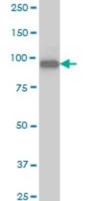 Western Blot: SRPK1 Antibody (6G9) [H00006732-M03]