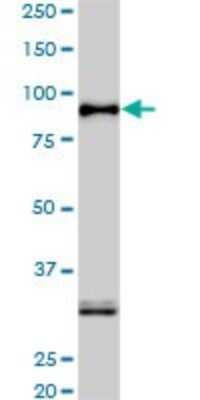 Western Blot: SRPK1 Antibody (6H5) [H00006732-M01]