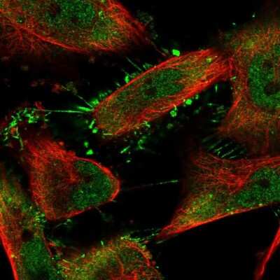 Immunocytochemistry/ Immunofluorescence: SRPK1 Antibody [NBP2-58538]