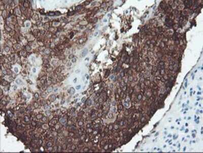 Immunohistochemistry: SRPRB Antibody (OTI1D9) - Azide and BSA Free [NBP2-74350]