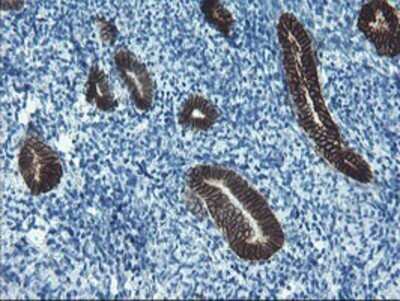 Immunohistochemistry: SRPRB Antibody (OTI1D9) - Azide and BSA Free [NBP2-74350]