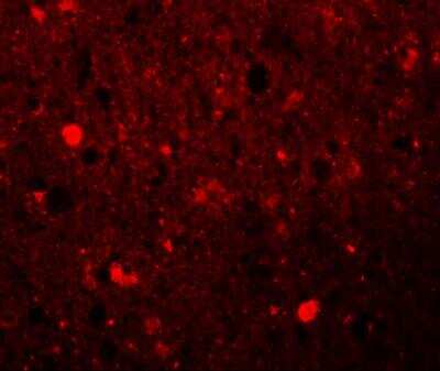Immunocytochemistry/ Immunofluorescence: SRPX Antibody - BSA Free [NBP1-77086]