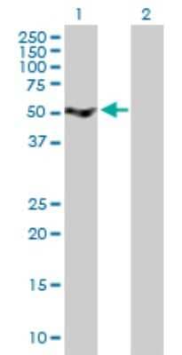 Western Blot: SRPX Antibody [H00008406-B01P]