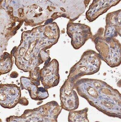 Immunohistochemistry-Paraffin: SRRD Antibody [NBP1-83284]