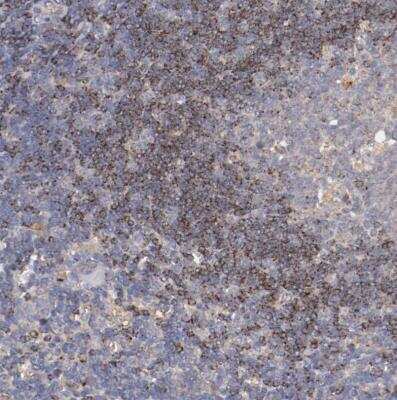 Immunohistochemistry-Paraffin: SRRD Antibody [NBP1-83284]