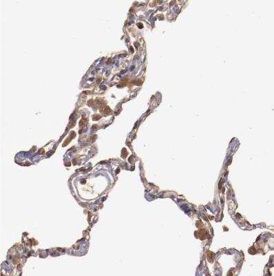 Immunohistochemistry-Paraffin: SRRD Antibody [NBP1-83284]