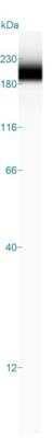 Simple Western: SRRM1 Antibody [NBP2-13381]
