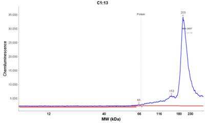 Simple Western: SRRM1 Antibody [NBP2-13381]