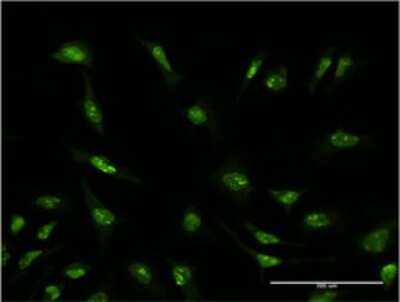 Immunocytochemistry/ Immunofluorescence: SRp55 Antibody (5G6) [H00006431-M02]