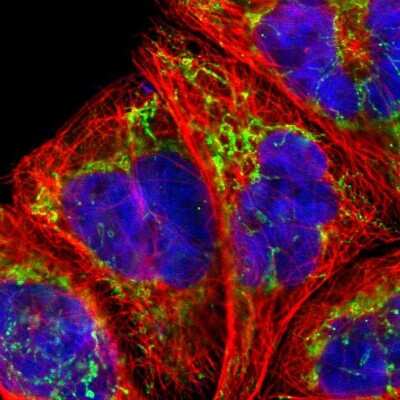 Immunocytochemistry/ Immunofluorescence: SSBP1 Antibody [NBP1-80720]