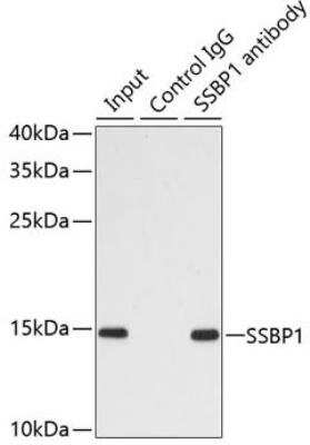 Immunoprecipitation: SSBP1 Antibody - BSA Free [NBP2-95237]