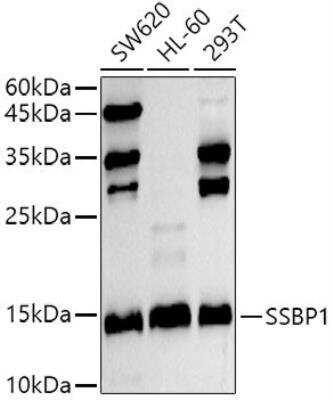 Western Blot: SSBP1 AntibodyBSA Free [NBP2-95237]