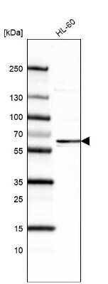 Western Blot: SSEA-1 Antibody (CL6334) [NBP2-76487]