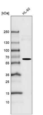 Western Blot: SSEA-1 Antibody (CL6365) [NBP2-76491]